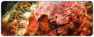 abalone